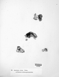 Image Associated With the Occurence